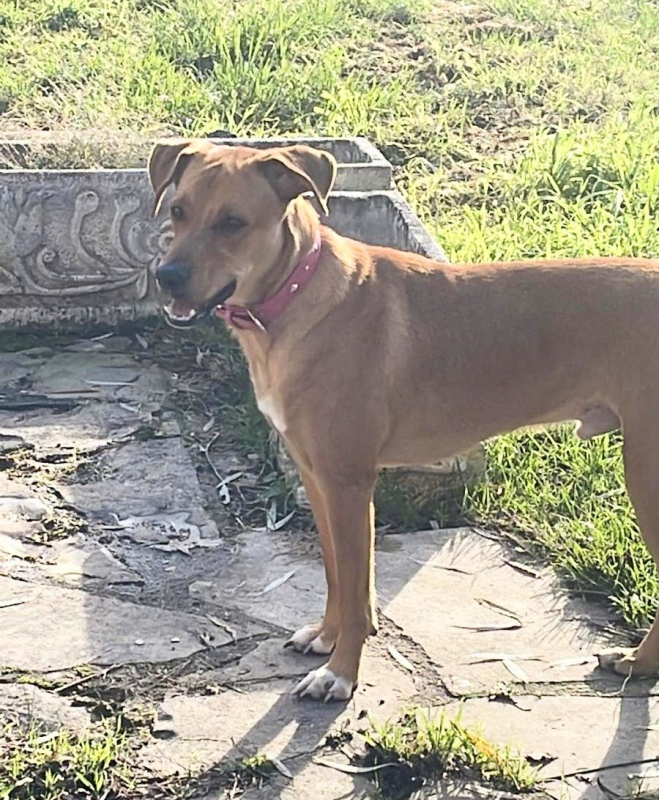 Photo #3 de CHOUPY, Mâle berger créole junior