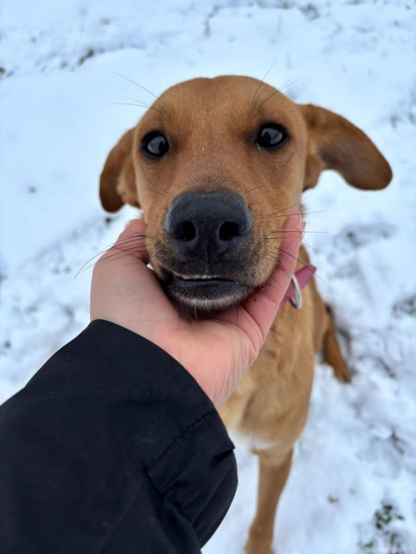 Photo #4 de CHOUPY, Mâle berger créole junior