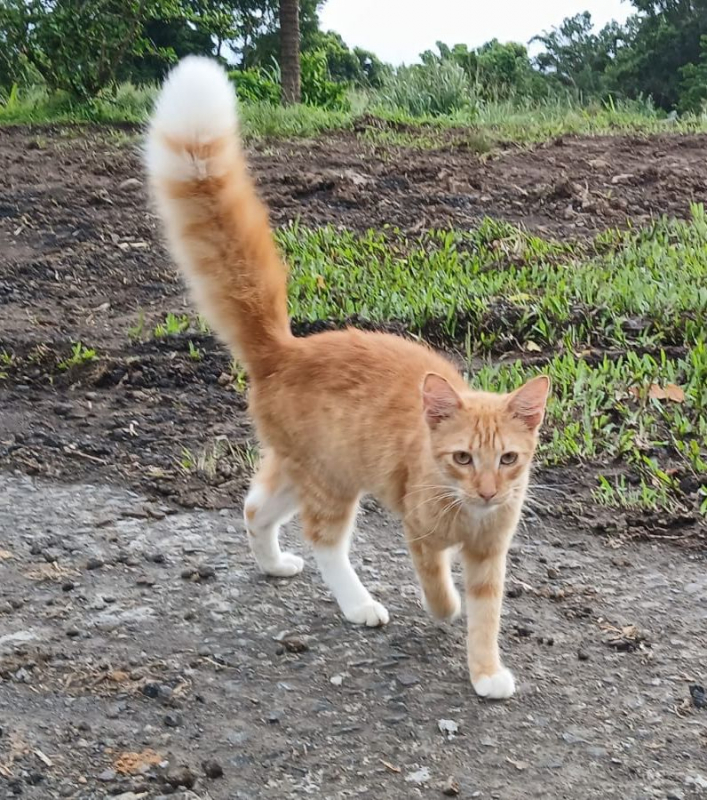 Photo #2 de HORUS, chat junior mâle type européen