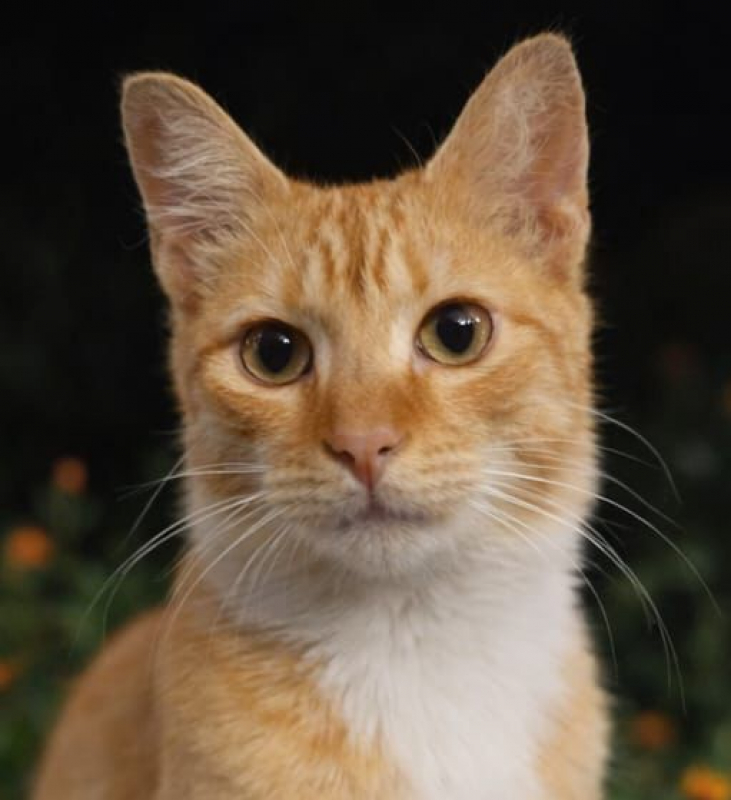 Photo #3 de HORUS, chat junior mâle type européen