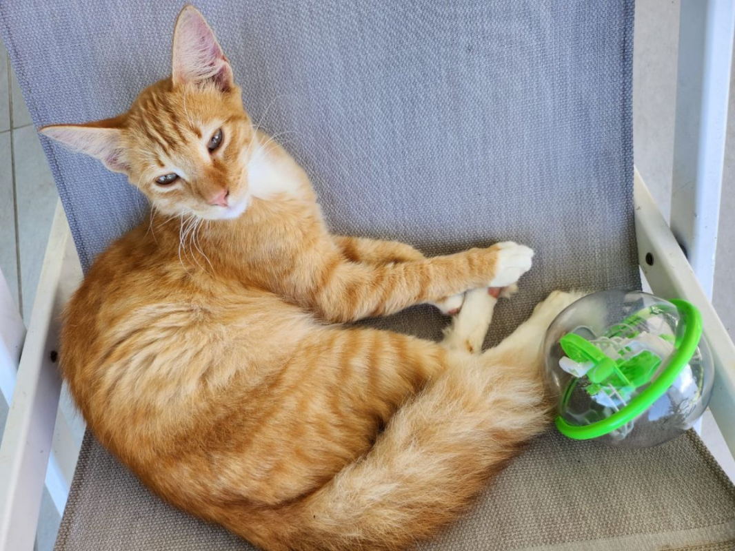 Photo #4 de HORUS, chat junior mâle type européen