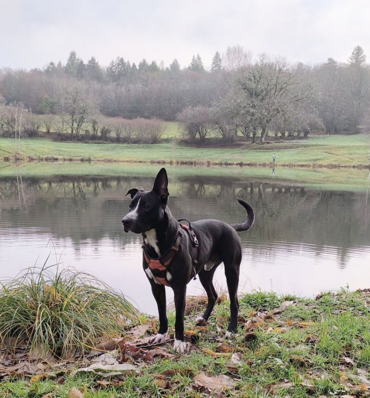 Photo #1 de JEÏKO Mâle Berger créole junior