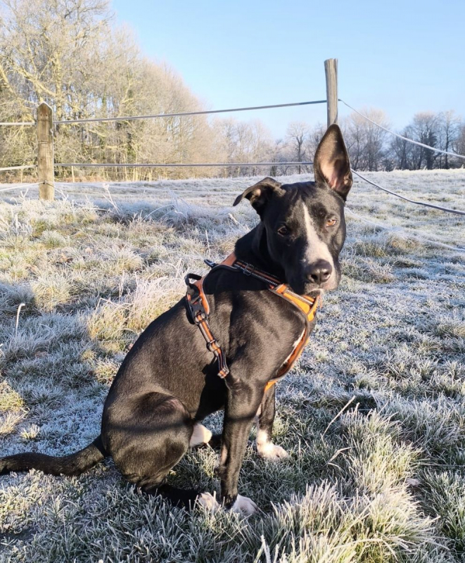Photo #2 de JEÏKO Mâle Berger créole junior