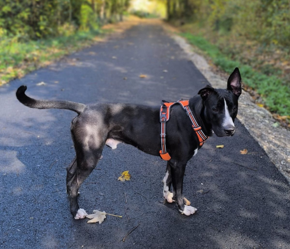 Photo #3 de JEÏKO Mâle Berger créole junior