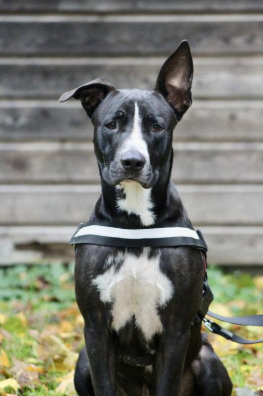 Photo #4 de JEÏKO Mâle Berger créole junior