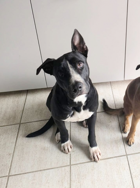 Photo #5 de JEÏKO Mâle Berger créole junior