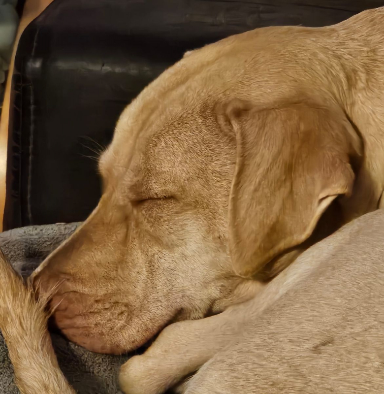 Photo #1 de PHOENIX Croisée Labrador Femelle junior