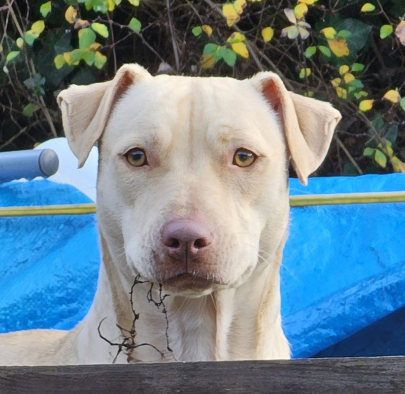 Photo #2 de PHOENIX Croisée Labrador Femelle junior