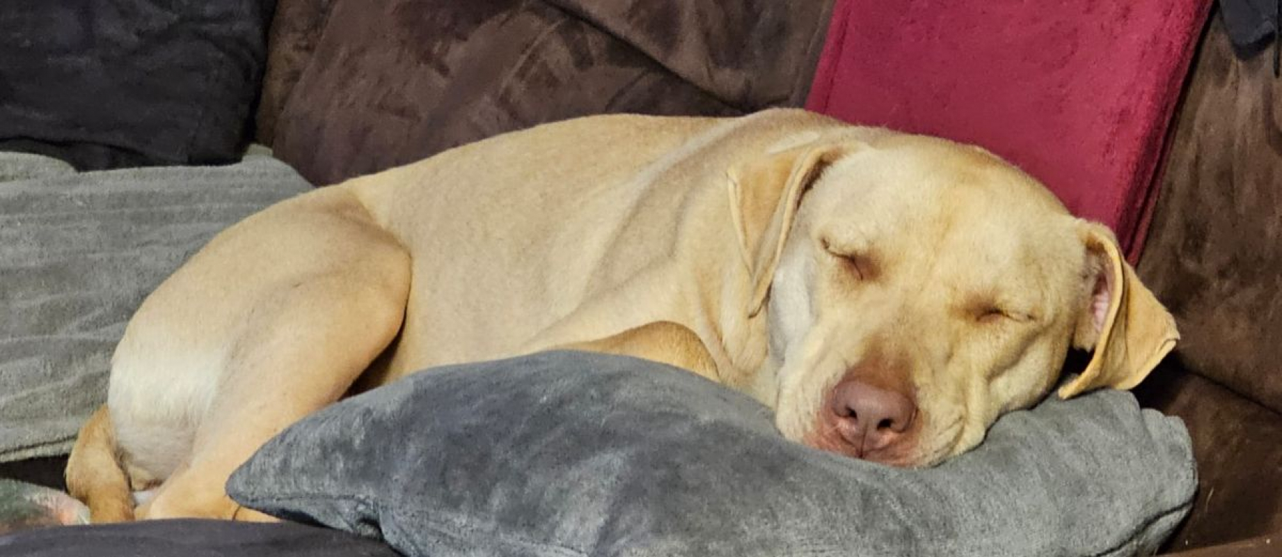 Photo #3 de PHOENIX Croisée Labrador Femelle junior