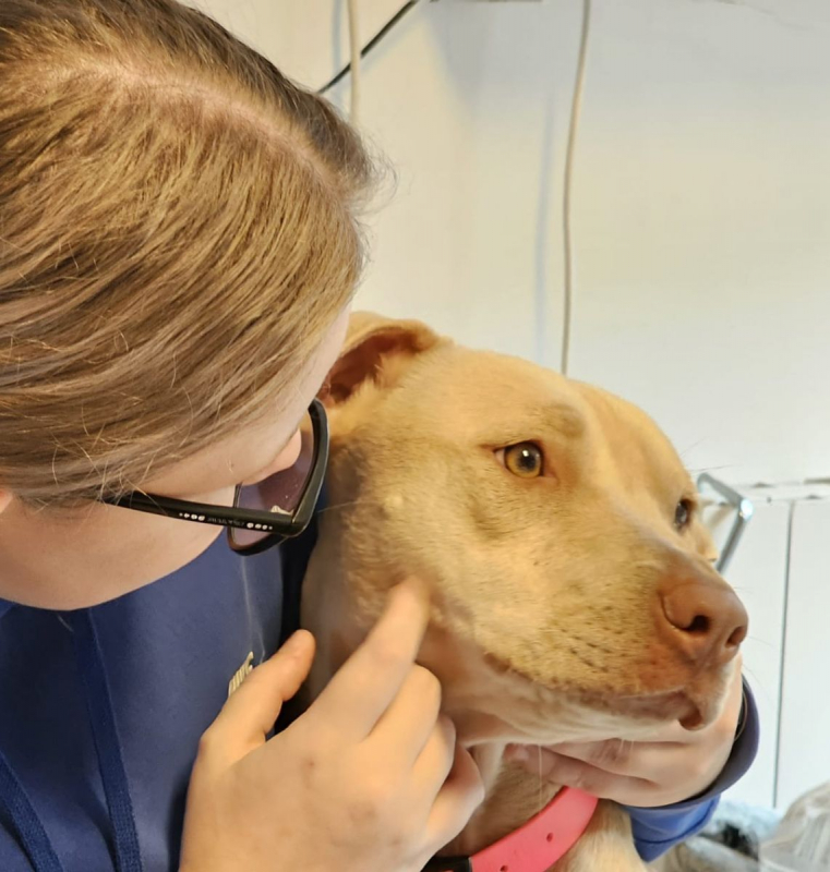 Photo #4 de PHOENIX Croisée Labrador Femelle junior