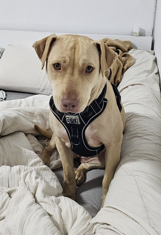 Photo #5 de PHOENIX Croisée Labrador Femelle junior