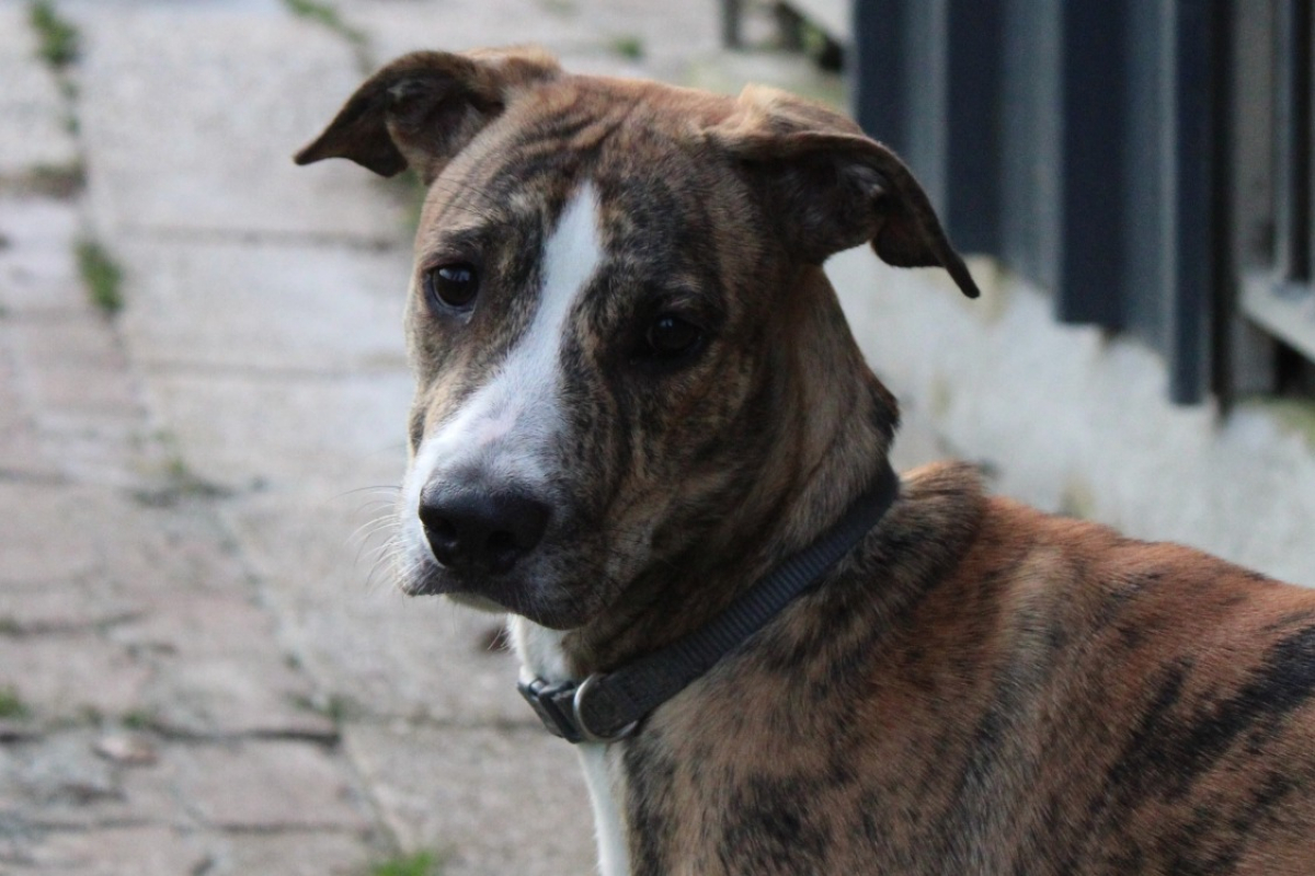 Photo #1 de Cherkane