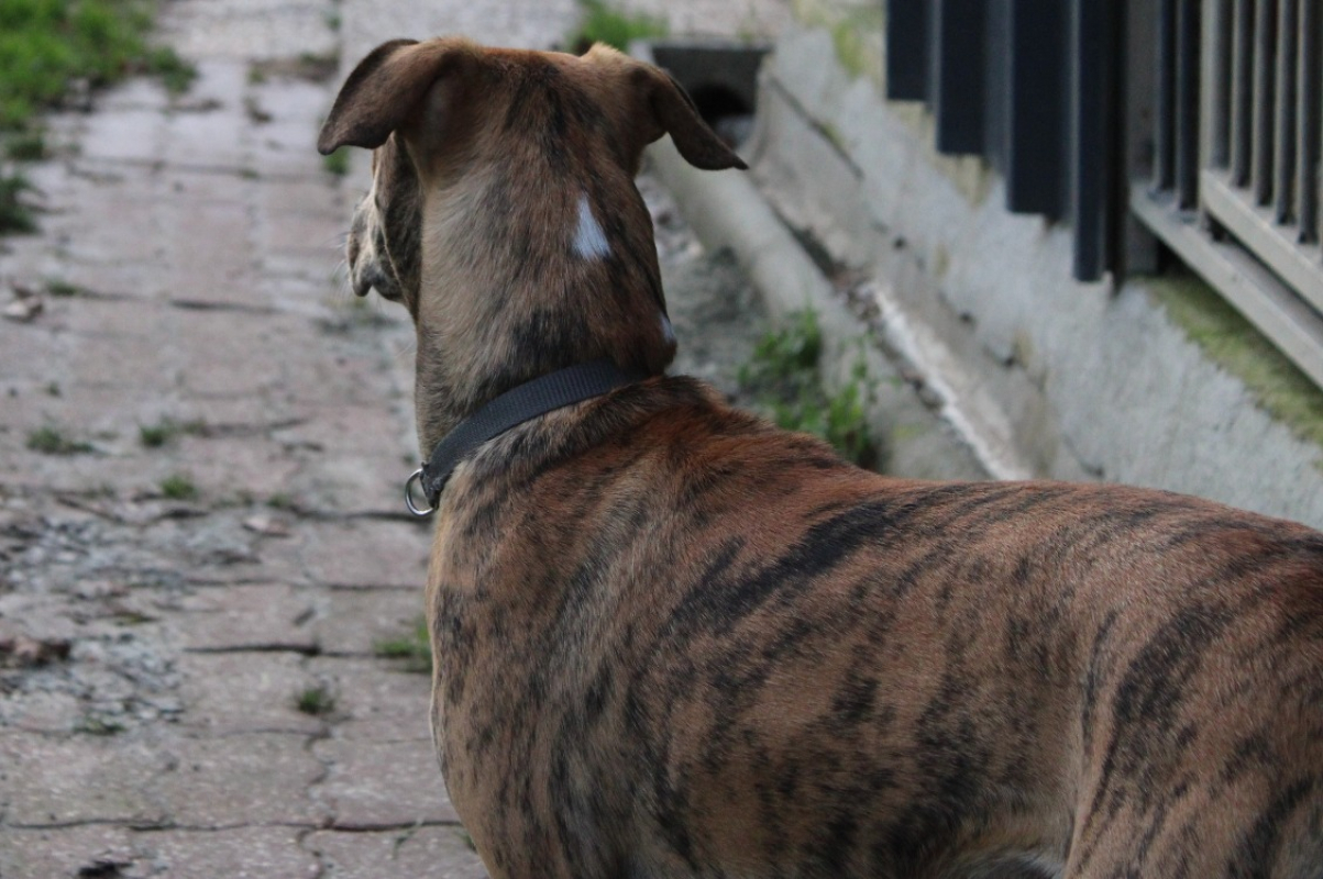 Photo #2 de Cherkane