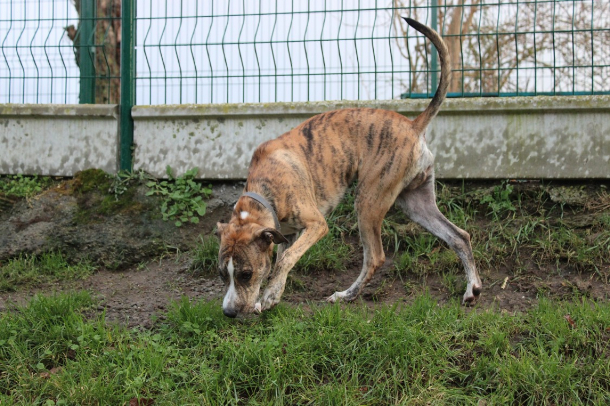 Photo #4 de Cherkane