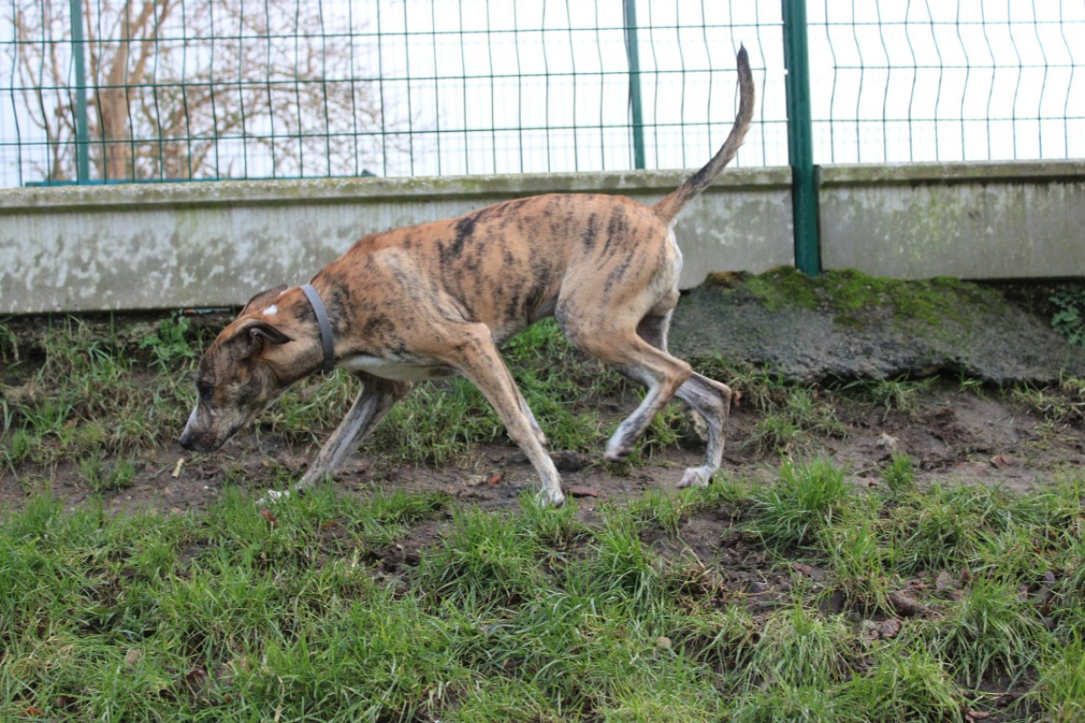 Photo #5 de Cherkane