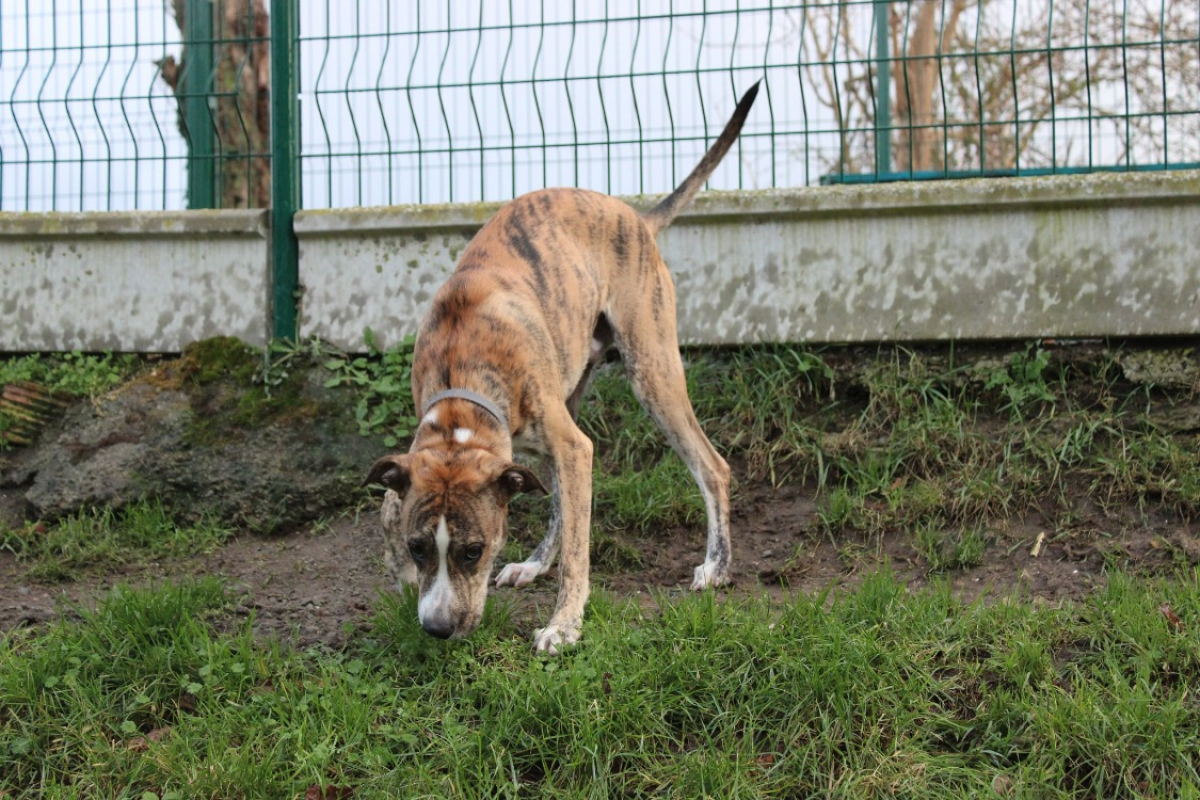 Photo #6 de Cherkane