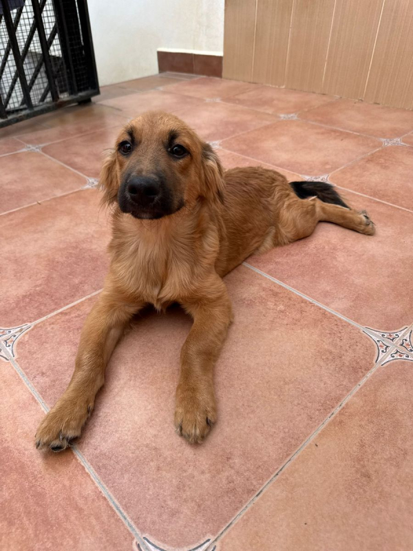 Photo #2 de GARBANZO