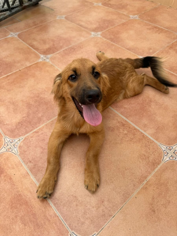 Photo #3 de GARBANZO