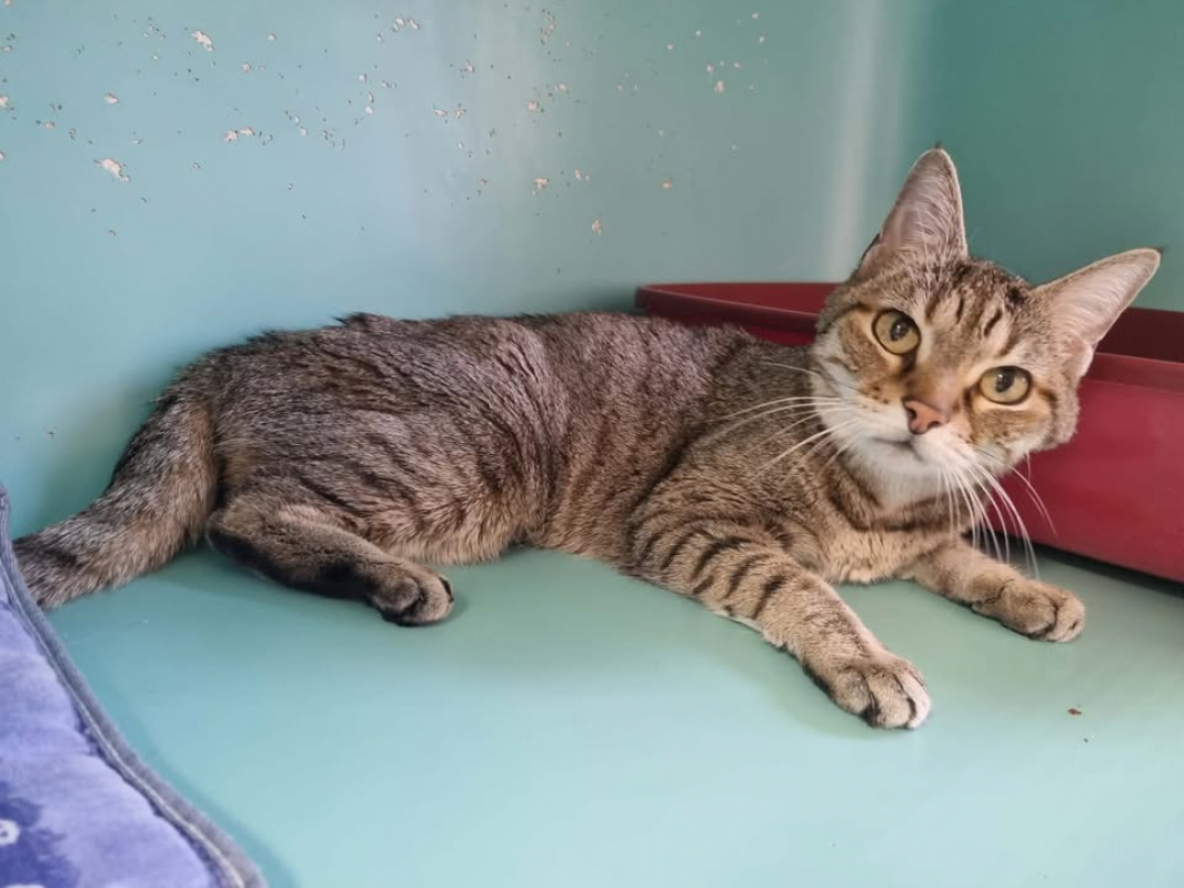 Photo #1 de Grisette