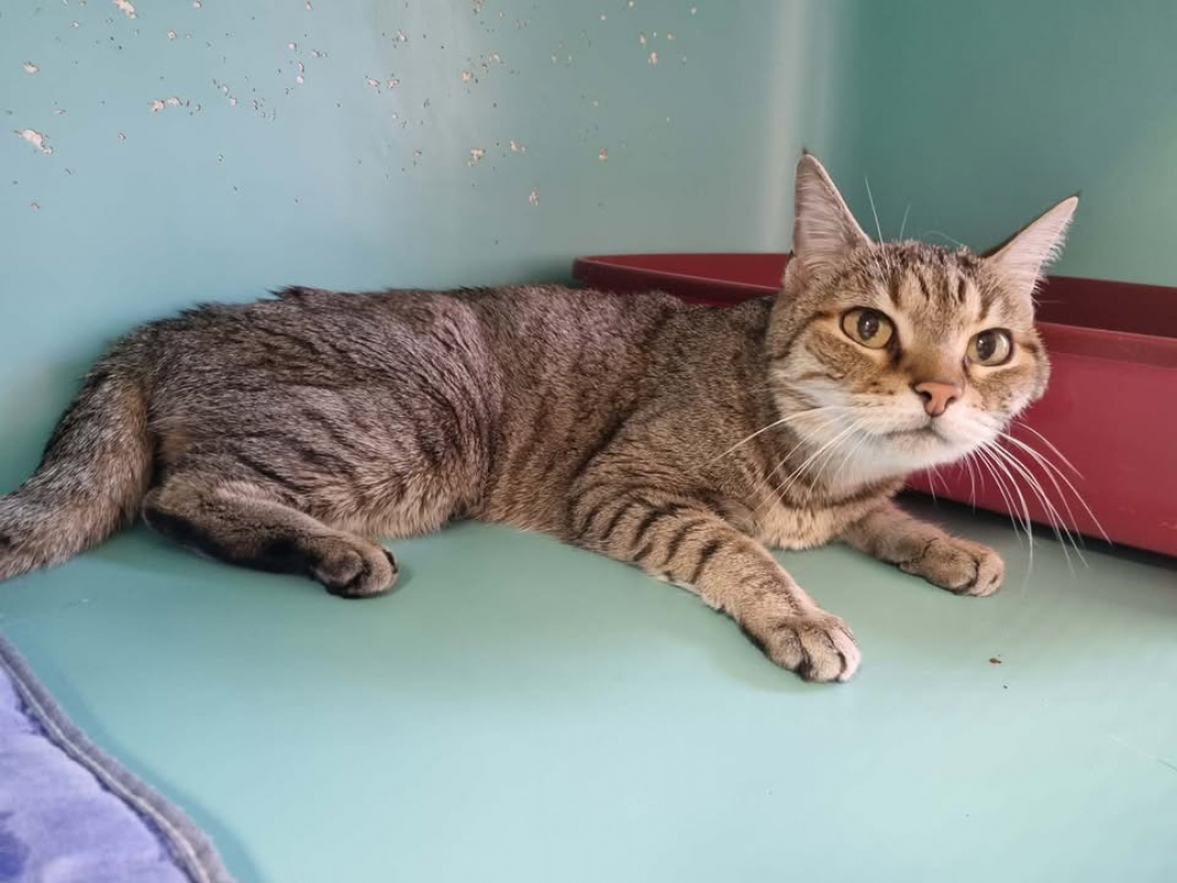 Photo #2 de Grisette