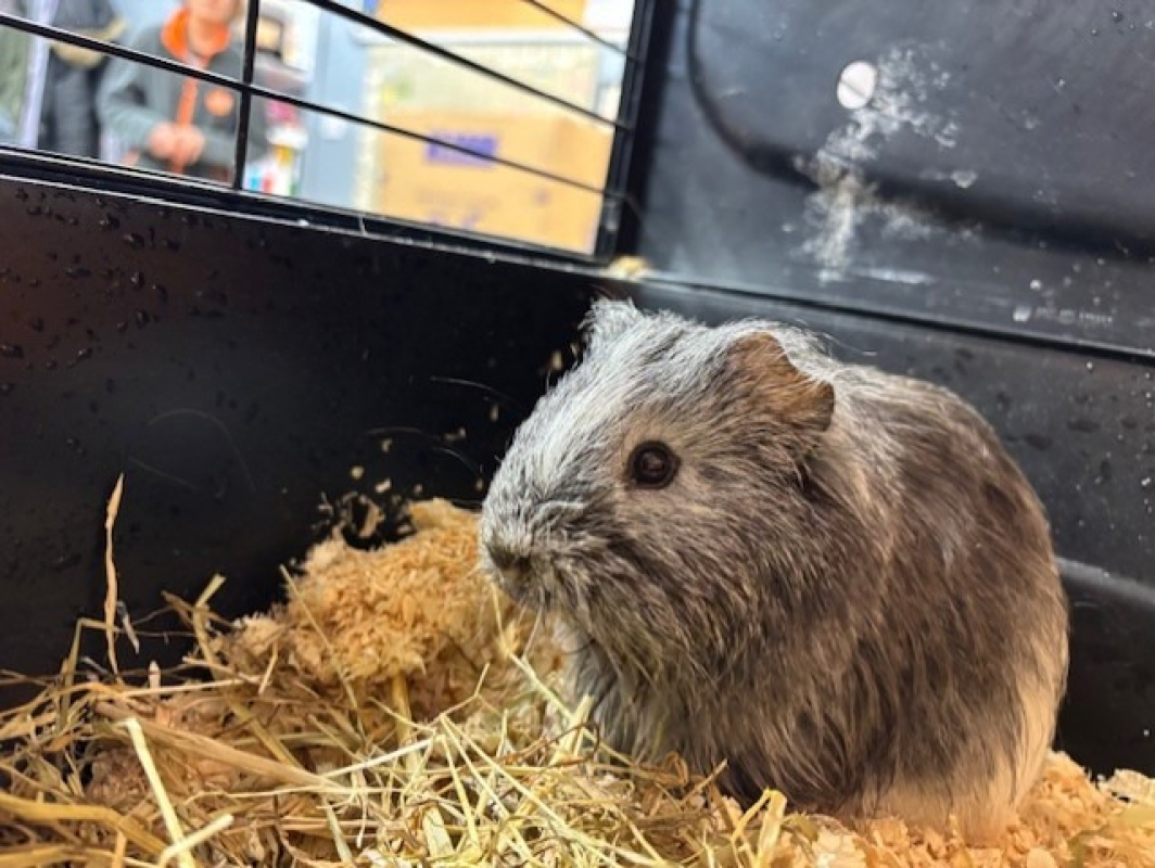 Photo #1 de Chaussette