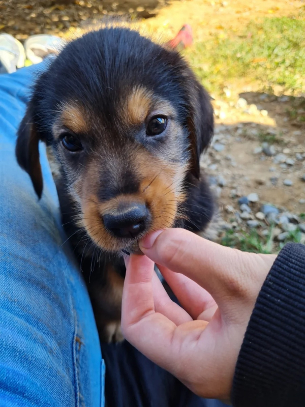 Photo #2 de Zuko