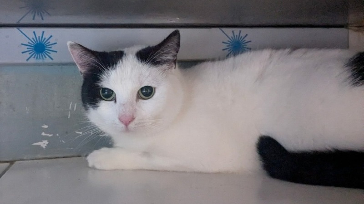 Photo de Coco chanel