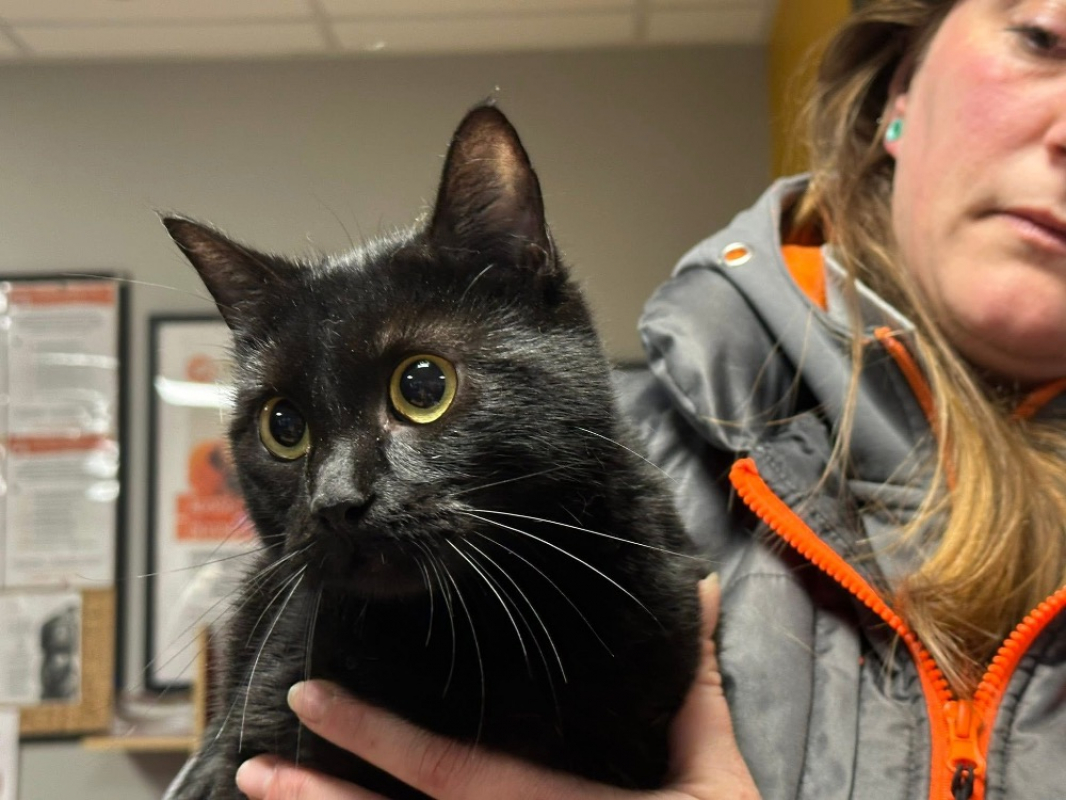 Photo #2 de Clochette