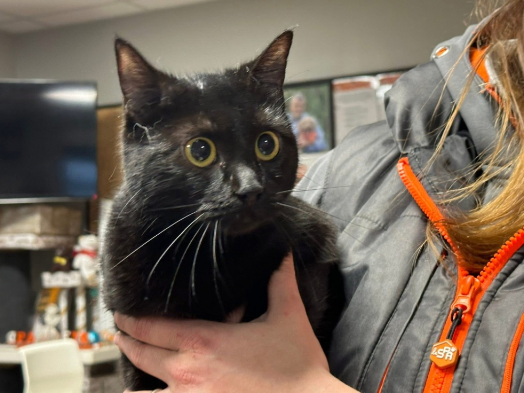 Photo #1 de Clochette