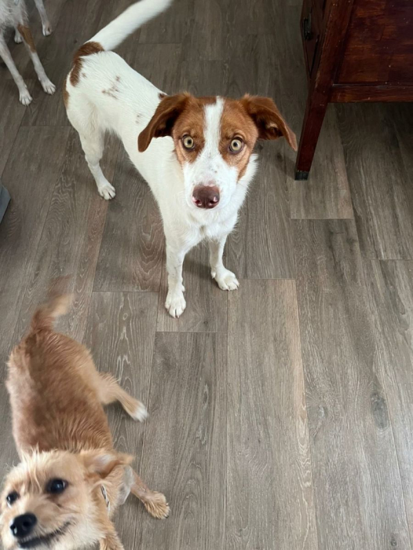 Photo #1 de CENTELLA