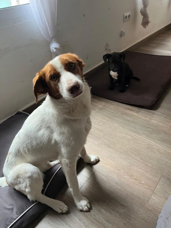 Photo #5 de CENTELLA