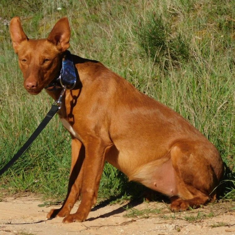 Photo #1 de PROMISSE