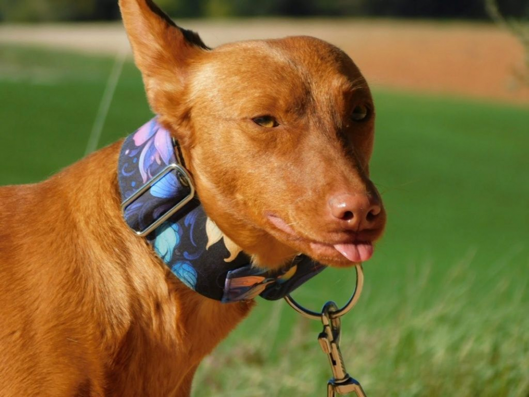 Photo #2 de PROMISSE