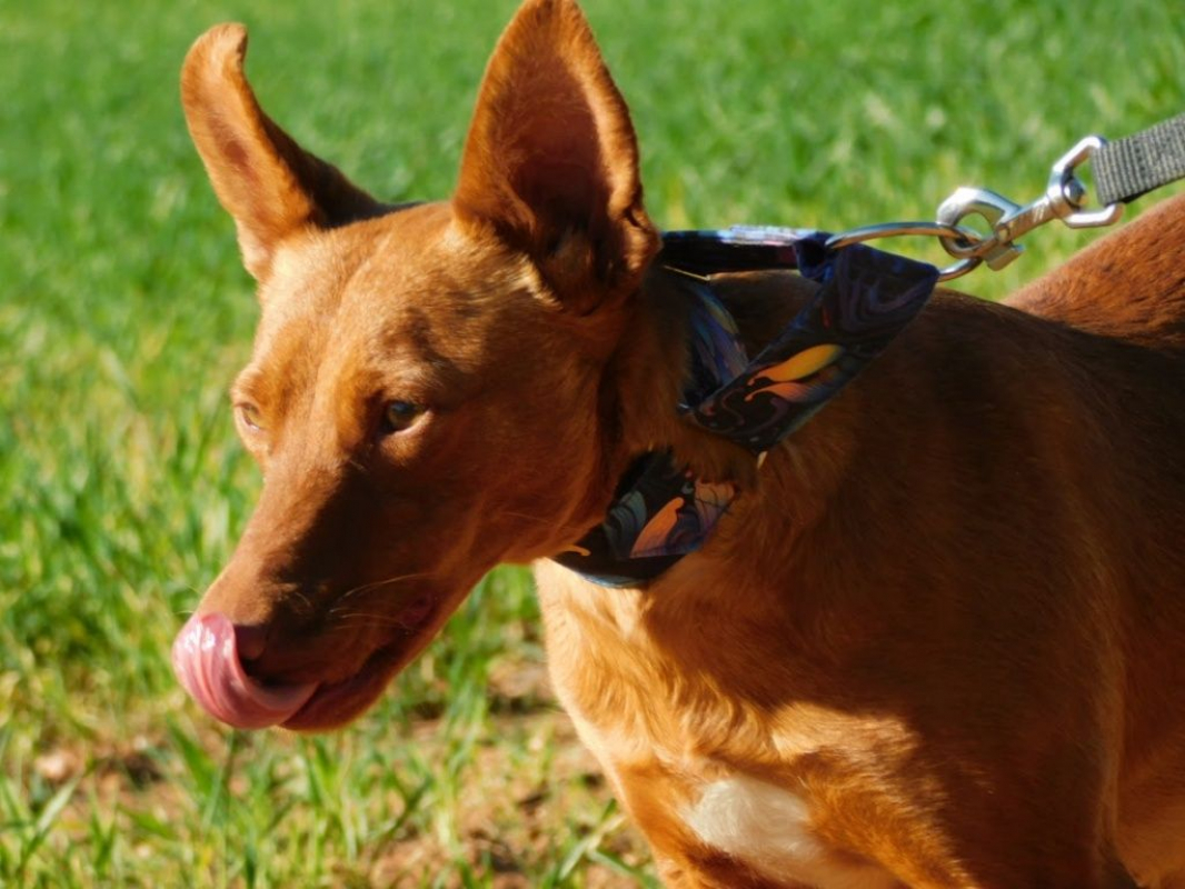 Photo #4 de PROMISSE