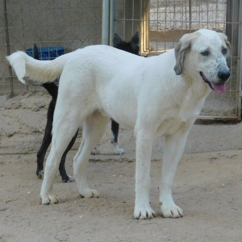 Photo #1 de SHERLOCK