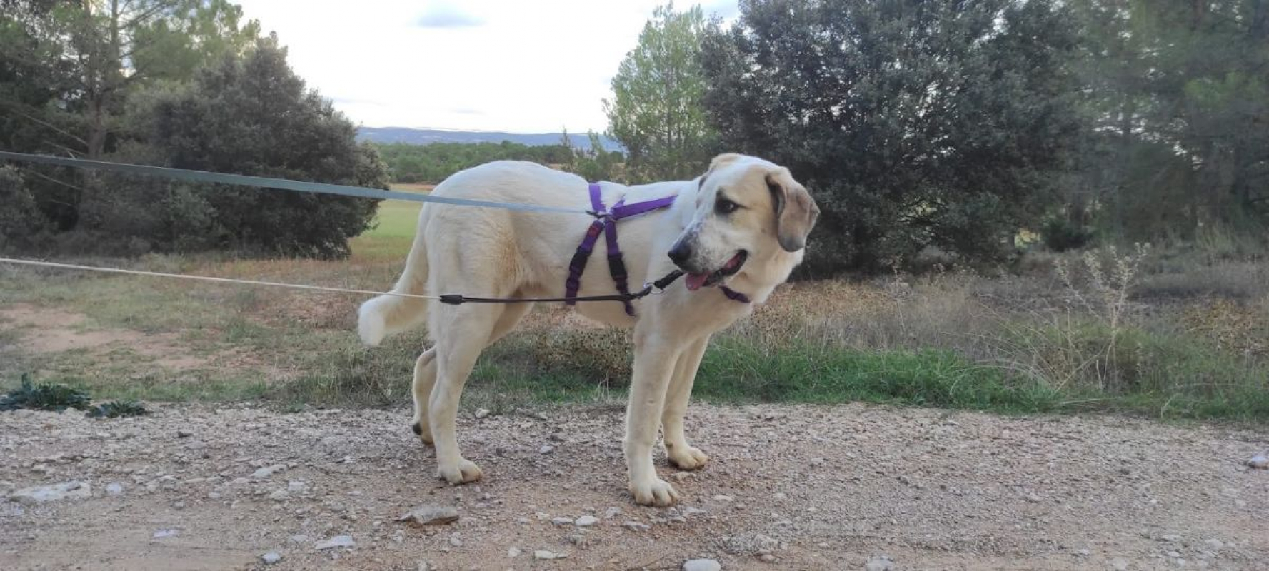 Photo #6 de SHERLOCK