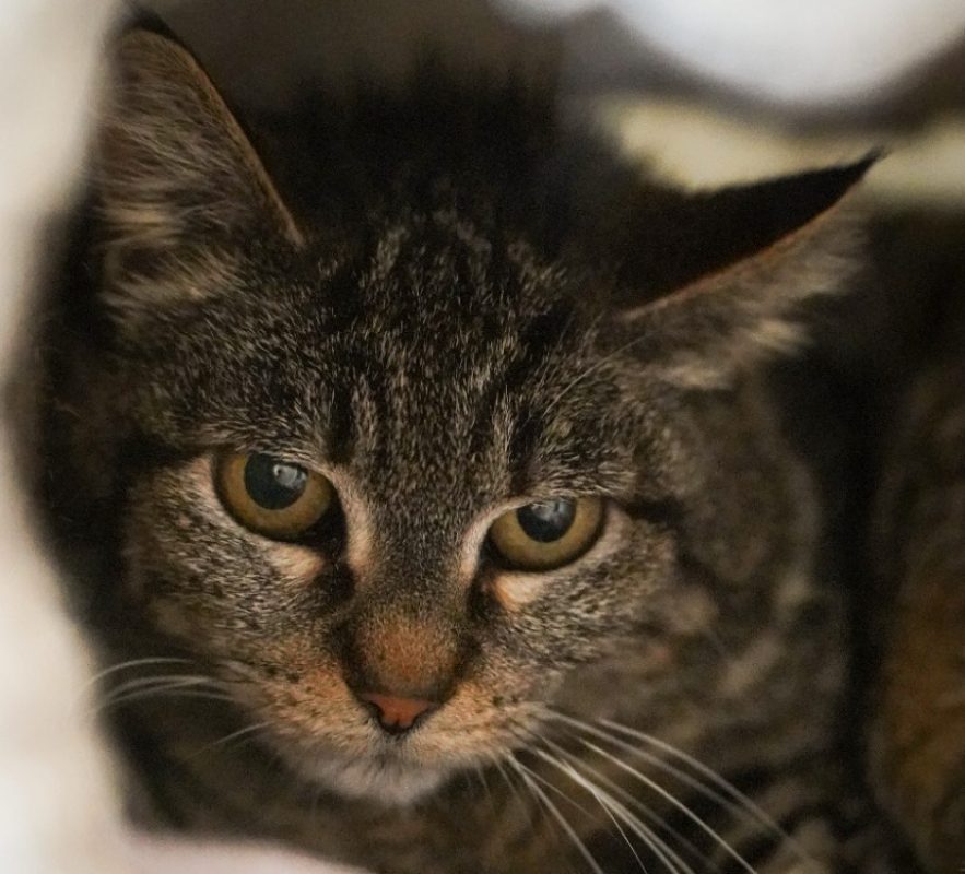 Shanel - Chat Européen à adopter