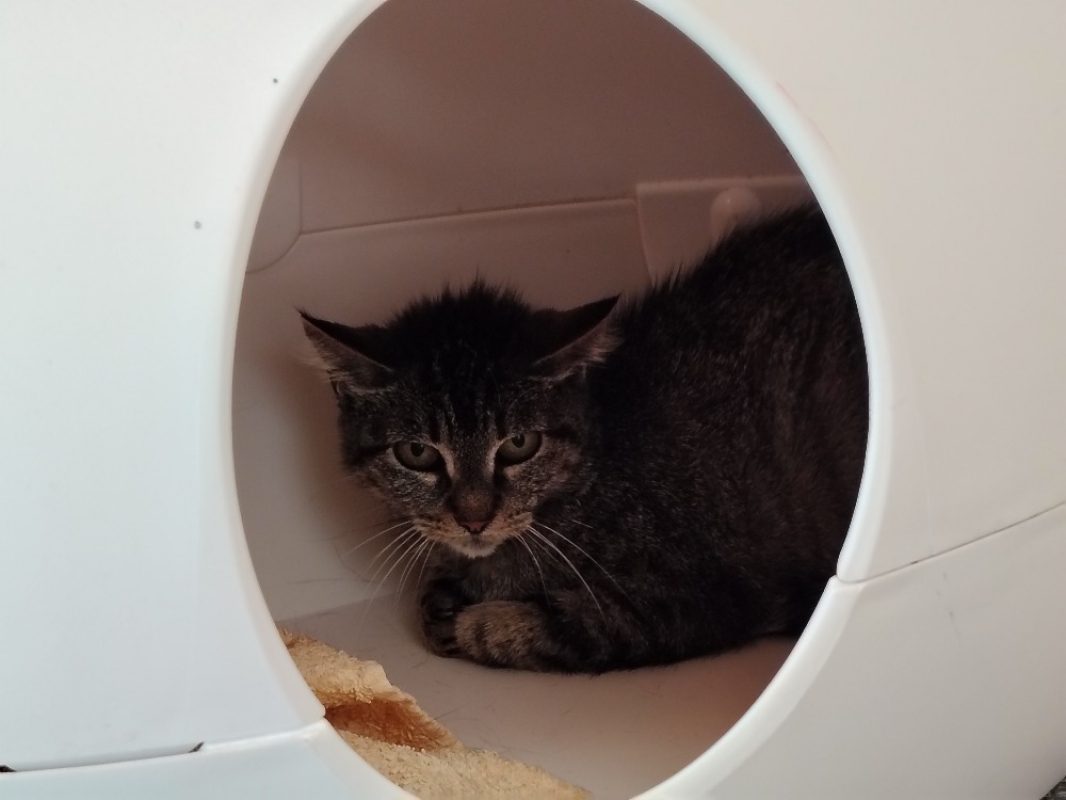 Shanel - Chat Européen à adopter - photo 2