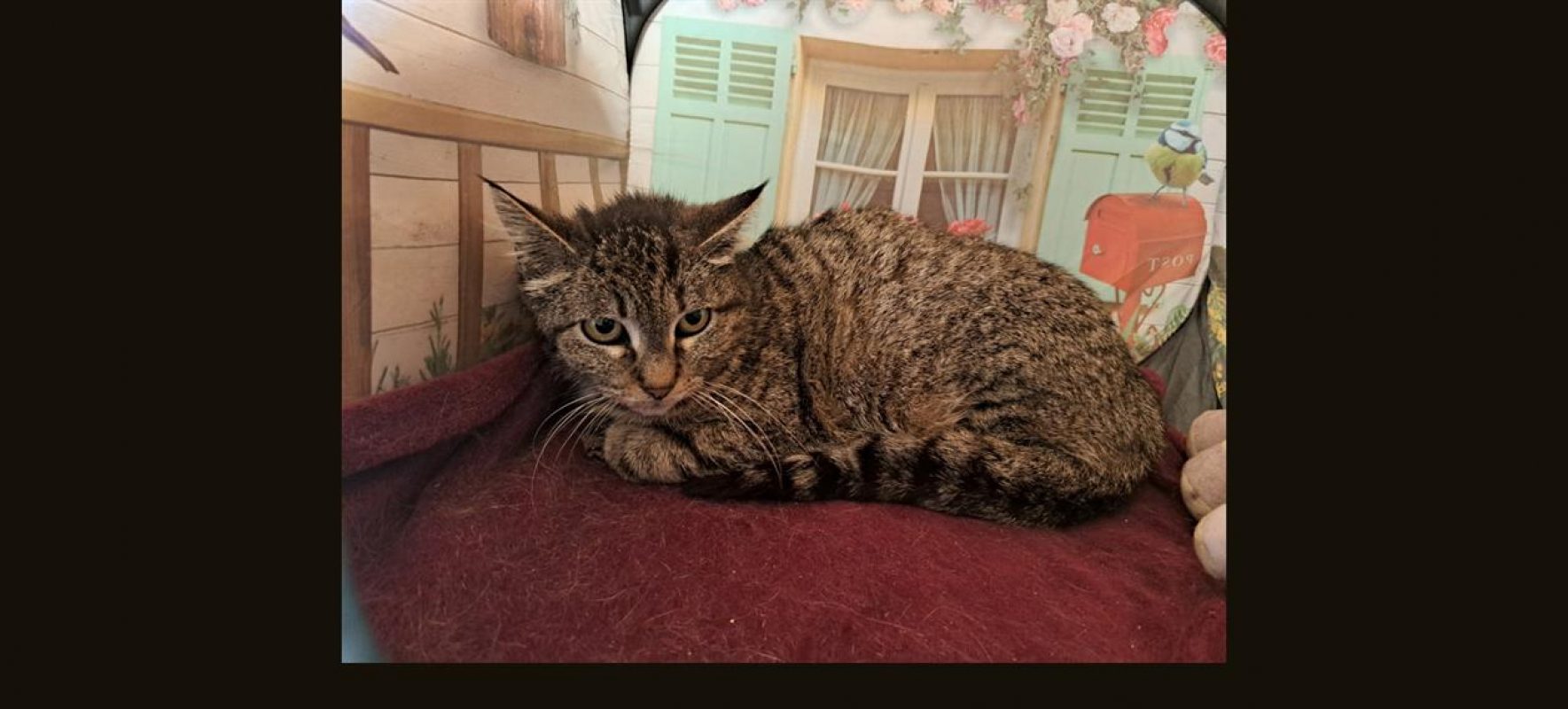 Shanel - Chat Européen à adopter - photo 3