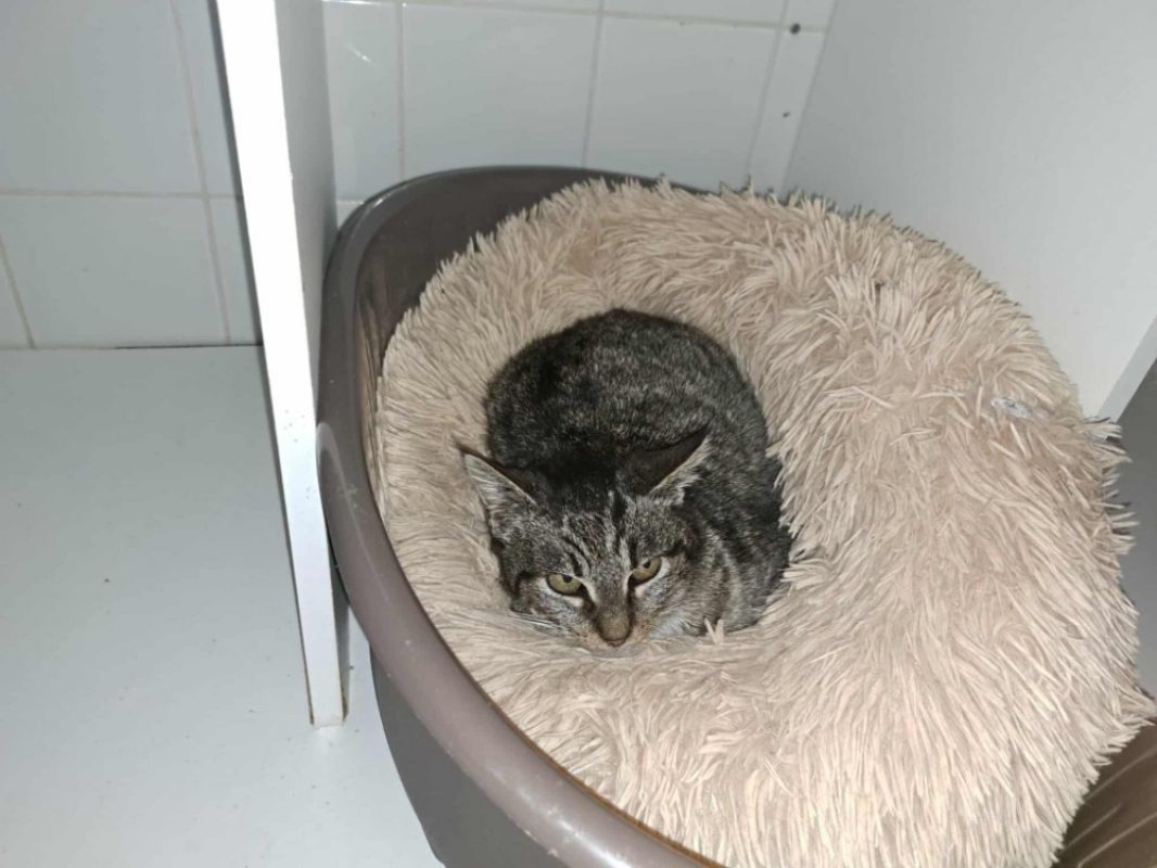 Shanel - Chat Européen à adopter - photo 4