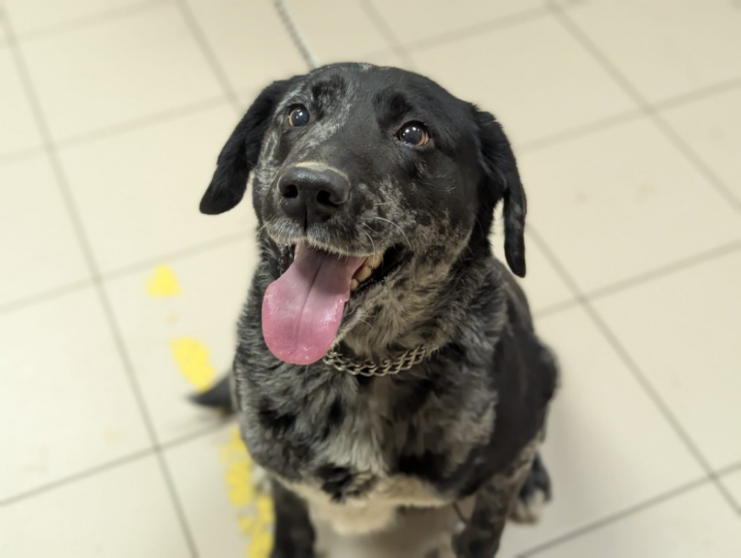 Photo #2 de Princesse