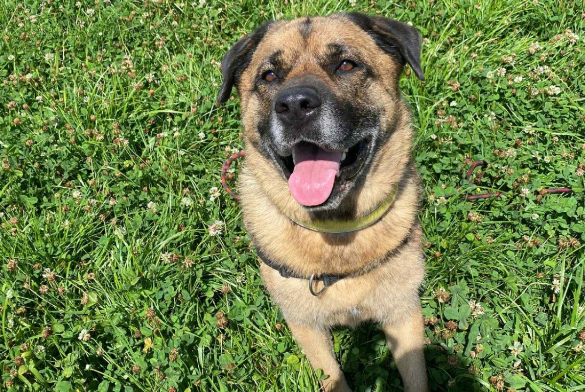 Baloo - Chien à adopter