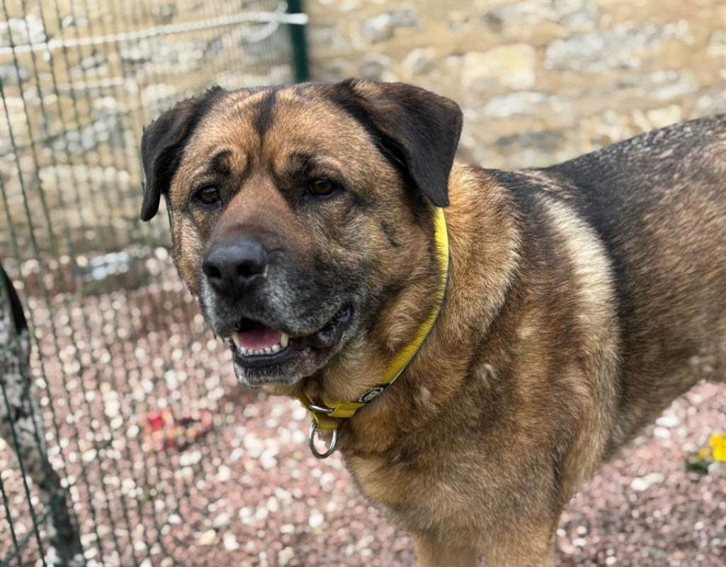 Baloo - Chien à adopter - photo 2