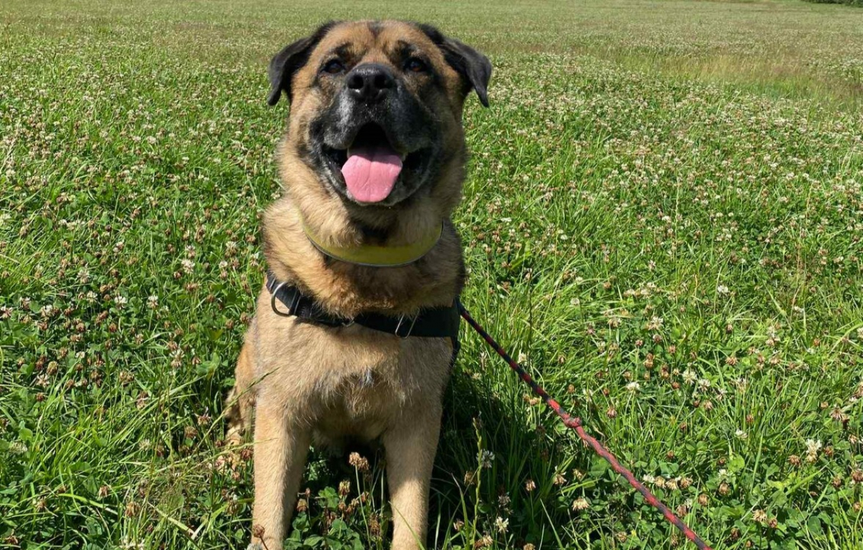 Baloo - Chien à adopter - photo 3
