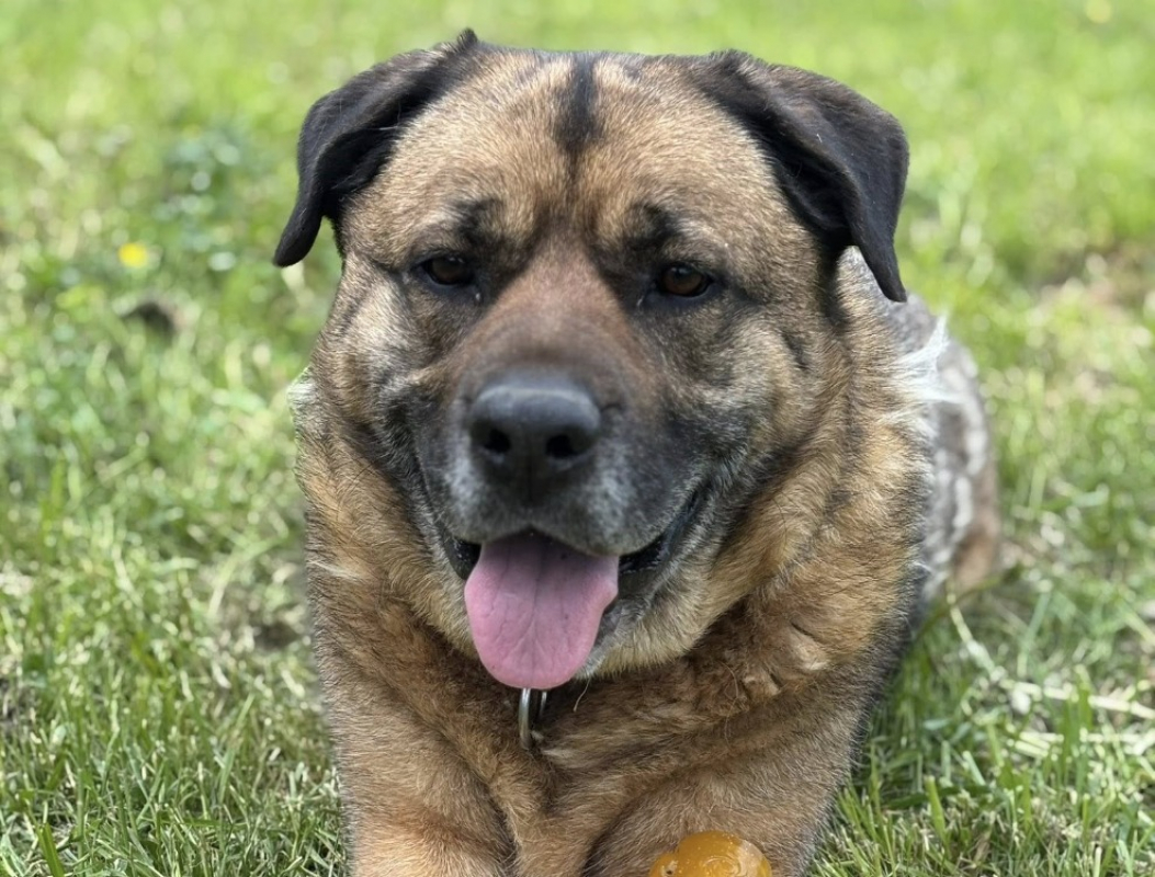 Baloo - Chien à adopter - photo 4