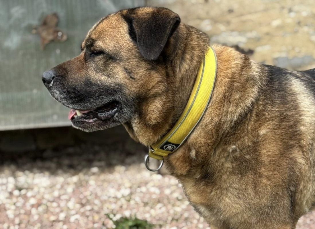 Baloo - Chien à adopter - photo 5