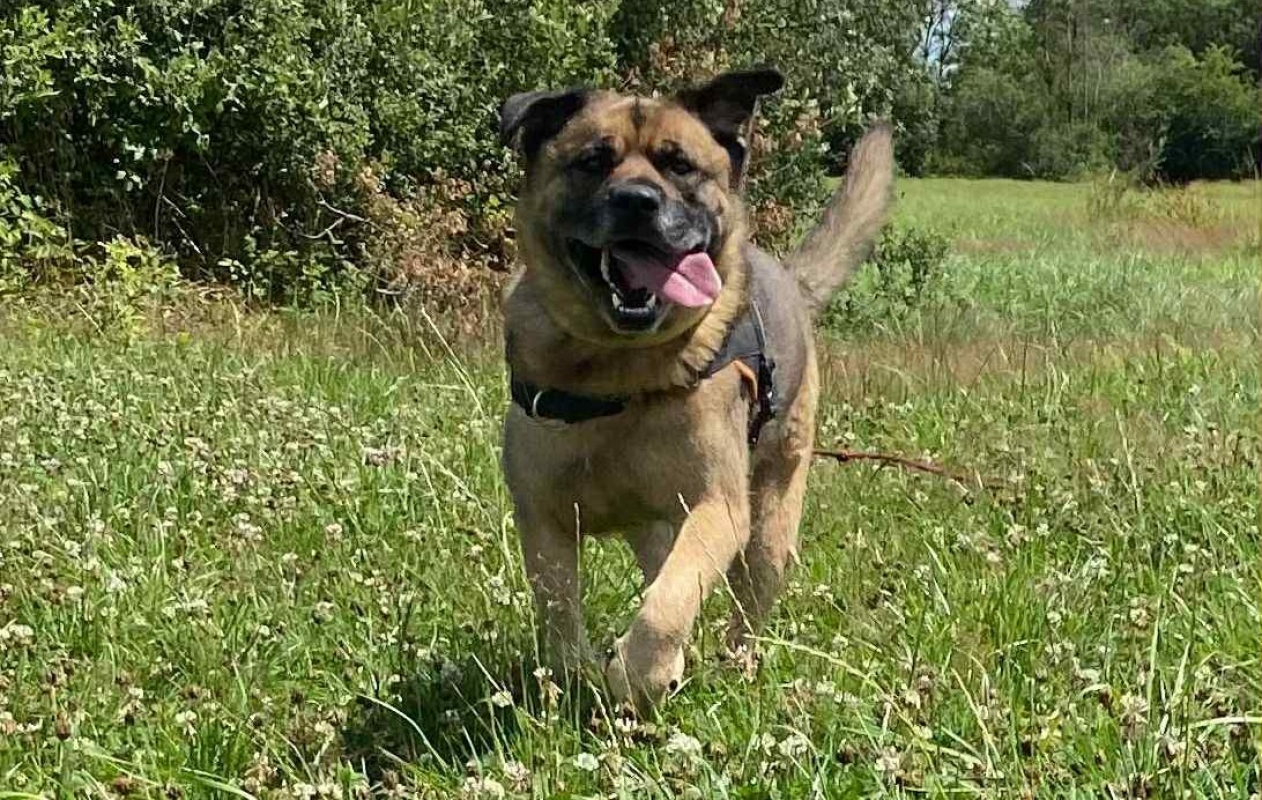 Baloo - Chien à adopter - photo 6