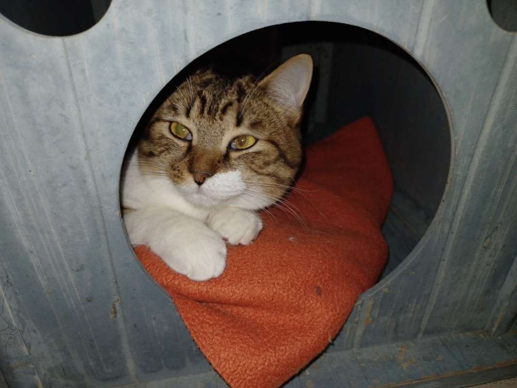 Photo #1 de Aubepine