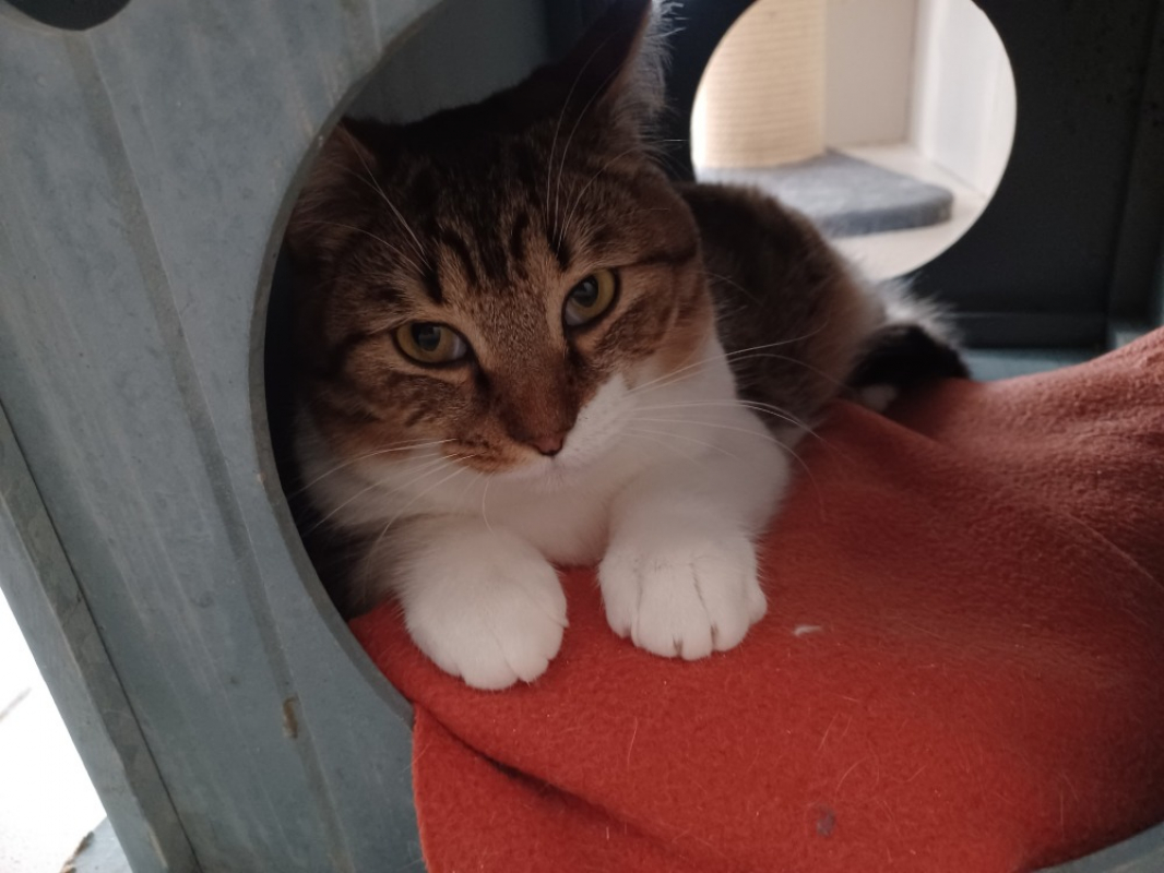 Photo #2 de Aubepine