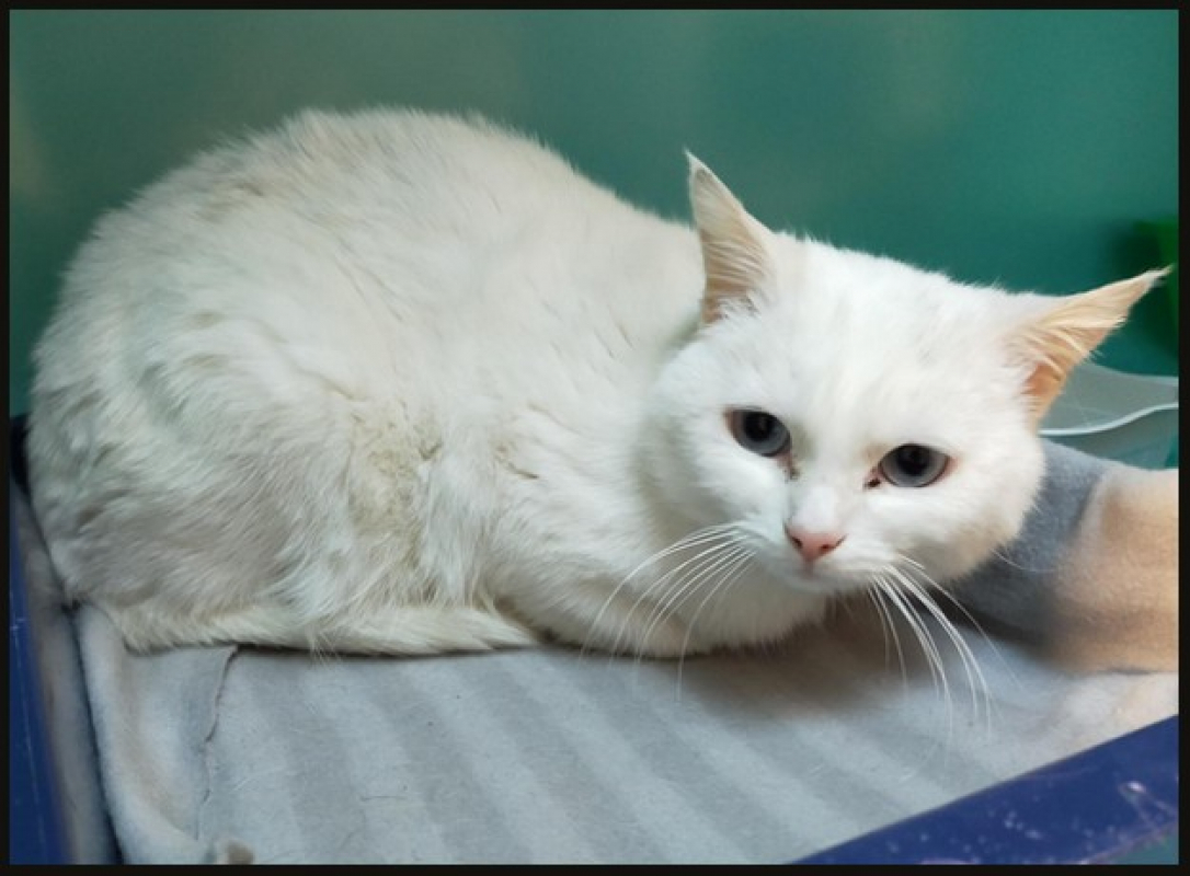 Photo #1 de Pepita dit snow